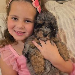 Cider - Phantom female Goldendoodle puppy in Orange Park, Florida from Evergrace Farm Doodles