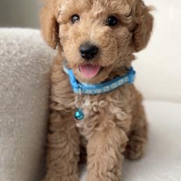 Poodle Puppies from Bruno & Co. Puppies