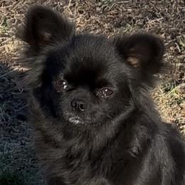 Sabrina - Chihuahua