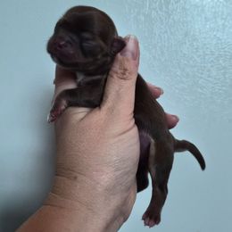 AKC boy - Chocolate and tan male Chihuahua puppy in Silver Summit, Utah from Snow Peak Kennel
