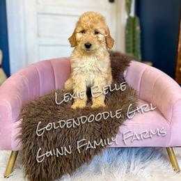 Lexie Belle English Teddybear - Apricot female Goldendoodle puppy in Grove, Oklahoma from Guinn Family Farms