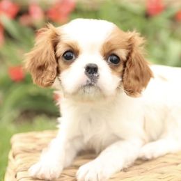 Cavalier King Charles Spaniel Puppies from Happily Ever After Cavaliers