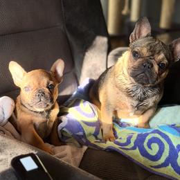 Dobby - Fawn male French Bulldog puppy in Roanoke Rapids, North Carolina from Ferrell’s Frenchies