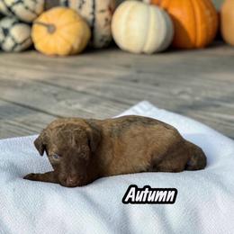 Autumn - Brown and white female Aussiedoodle puppy in Ellenburg Center, New York from Kristin's Puppies