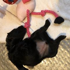 Whoodle Puppies from Whoodles of Love