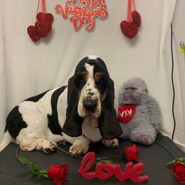 Basset Hound All Grown Up from Hoosier Hounds
