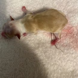 Leon - Gold and white male Chihuahua puppy in Red Bluff, California from Aye Chihuahua