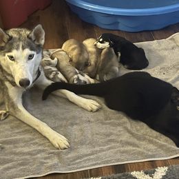 Siberian Husky Puppies from Alexandra's Siberian Huskies
