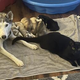 Siberian Husky Puppies from Alexandra's Siberian Huskies