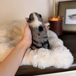 North - Blue merle female Aussiedoodle puppy in Sweetwater, Florida from Sandy Snout Doodles