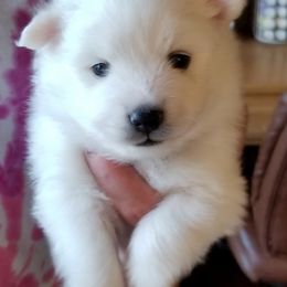 Boy 2 - American Eskimo Dog puppy in White Oak, Texas from Lively Pups