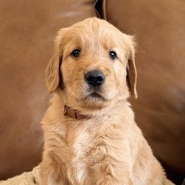Bay Leaf (Brown Collar) - Dark golden male Golden Retriever puppy in Jefferson, Iowa from New Beginnings Acres
