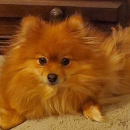 Penny - Pomeranian