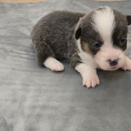 American Corgi Puppies from Morosin's Southern Littles