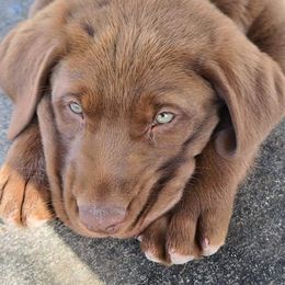 Labrador Retriever Puppies from Rick's Retrievers