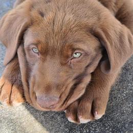 Labrador Retriever Puppies from Rick's Retrievers