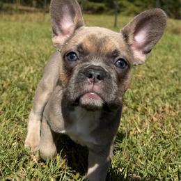 Zirka - Blue fawn female French Bulldog puppy in Chesnee, South Carolina from Michael & Raisa