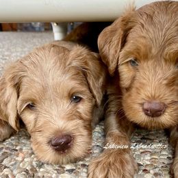Australian Labradoodle Puppies from Lakeview Labradoodles