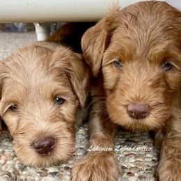 Australian Labradoodle Puppies from Lakeview Labradoodles