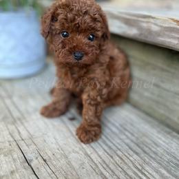 Dakota - Red  male Poodle puppy in Port Arthur, Texas from Perfect Paw Kennel
