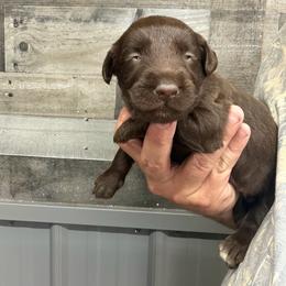 Fudge - Chocolate male Labradoodle puppy in Georgetown, South Carolina from Muddy Bay Kennels