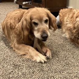 Golden Retriever All Grown Up from Jesse Hinckley's Golden Retrievers