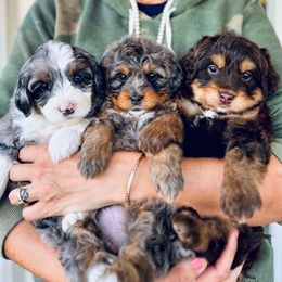 Assorted Doodle Crosses and Bernedoodle Puppies from Bernedoodle.do