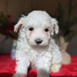 Teddy - White male Maltipoo puppy in Wendell, North Carolina from Teddys Teddy Bears