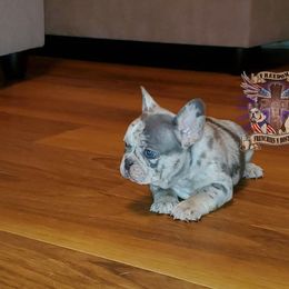 Boston Terrier and French Bulldog Puppies from Freedom Bostons