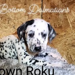 Boy Roku Brown - White and black Dalmatian puppy in Thayer, Missouri from Spotty Bottom Dalmatians