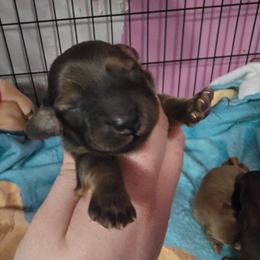 Opal - Cream female Dachshund puppy in Windom, Minnesota from Aster Creek Dachshunds & Australian Shepherds