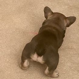 French Bulldog Puppies from Elm Frenchie Quarters