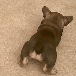 French Bulldog Puppies from Elm Frenchie Quarters