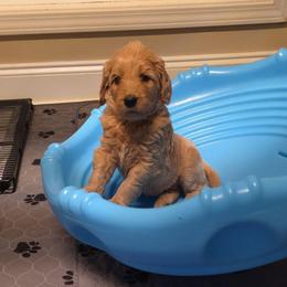 Liberty - Apricot female Goldendoodle puppy in Summerfield, North Carolina from Lila's Teddybear Goldendoodles