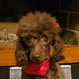 Naira - Poodle