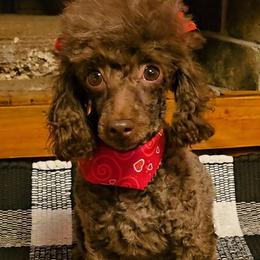 Naira - Poodle