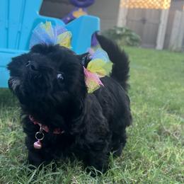 Mystic BLACK Female Available - Black and white female Havanese puppy in Monahans, Texas from Homeward Havanese, LLC