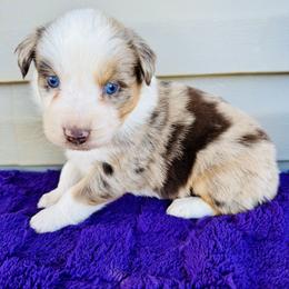 Max - Red merle male Australian Shepherd puppy in Charlotte, North Carolina from Awesome Aussies