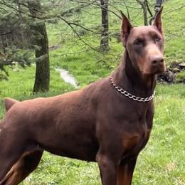 Doberman Pinschers from Gold Star Canines