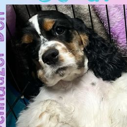 Scout - Cocker Spaniel