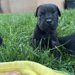 Diesel - Black brindle male Cane Corso puppy in Utah from 3Lake Kennelz