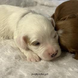 Purple collar girl - Cream female Goldendoodle puppy in Fairfield, California from Twin Sisters Doodles