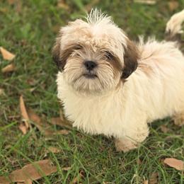 Shih Tzus from Aliah puppy boutique