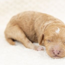 Cockapoo Puppies from Firm Foundation Cockapoos