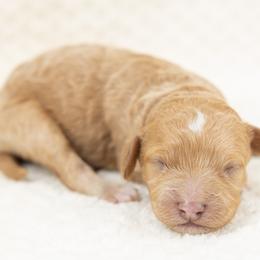 Cockapoo Puppies from Firm Foundation Cockapoos