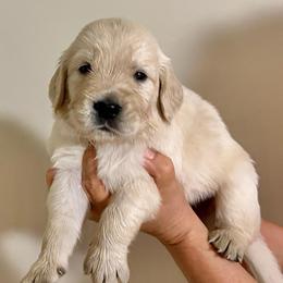 Guppy - Light golden male Golden Retriever puppy in Seville, Ohio from Retriever Ranch