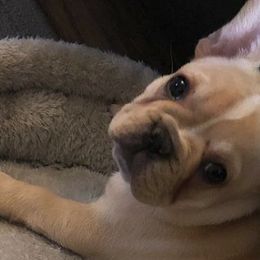 Bulldogs and French Bulldogs from Shine Sky Kennel