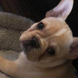 Bulldogs and French Bulldogs from Shine Sky Kennel