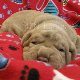 Neapolitan Mastiff Puppies from EDIN Farms Neos