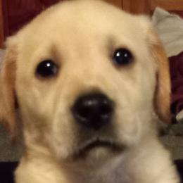 Labrador Retrievers from Cross Lake Labradors / Melody Paasch